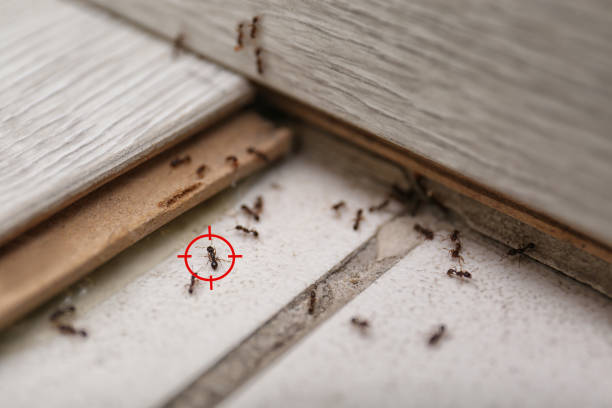 Best Wildlife Control Services  in Redan, GA
