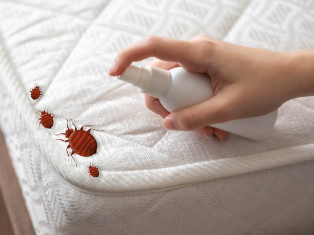 Best Bed Bug Extermination  in Redan, GA